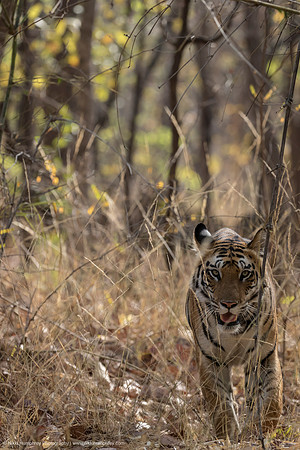 Tiger, India