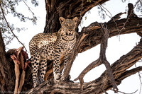 Leopard, Botswana