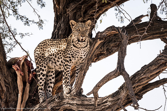 Leopard, Botswana