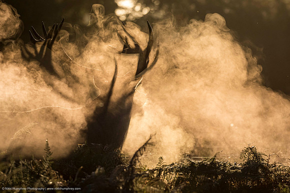 Red Deer