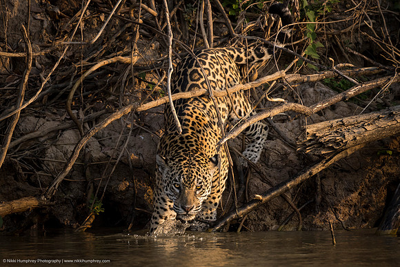 Jaguar