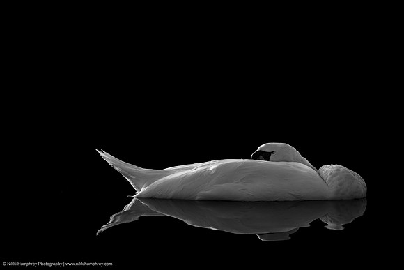 Mute Swan