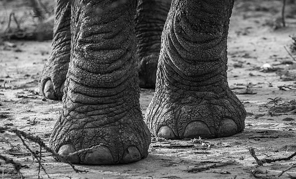 Elephant Feet
