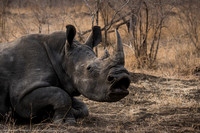 White Rhinoceros