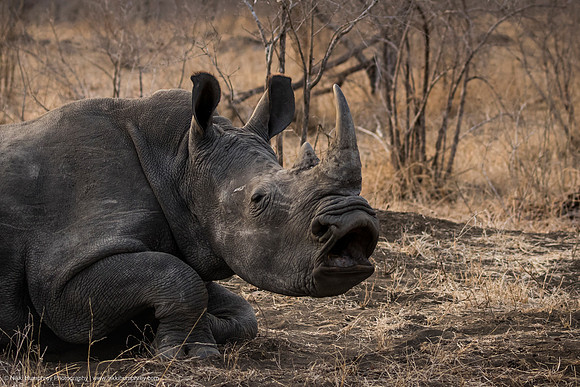 White Rhinoceros