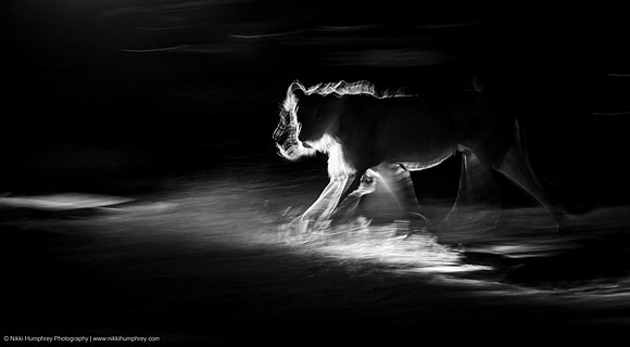 Lion in the dark