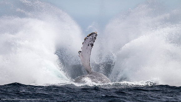 Humpback Splash