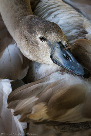 Mute Swan (young)